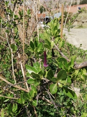 Dunalia brachyacantha