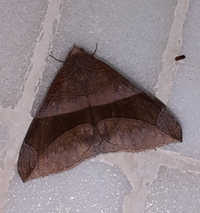 Bastilla