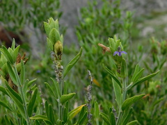 Mirandea hyssopus