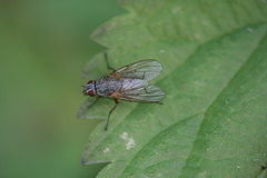 Helina impuncta