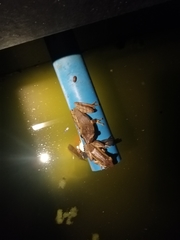 Polypedates leucomystax