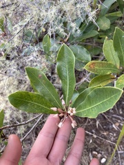 Umbellate Pittosporum (Pittosporum umbellatum)