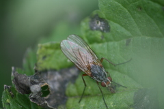 Mycophaga testacea