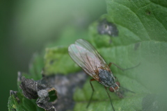 Mycophaga testacea