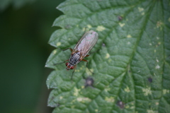Mycophaga testacea
