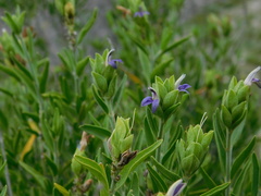 Mirandea hyssopus