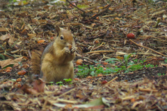 Sciurus anomalus