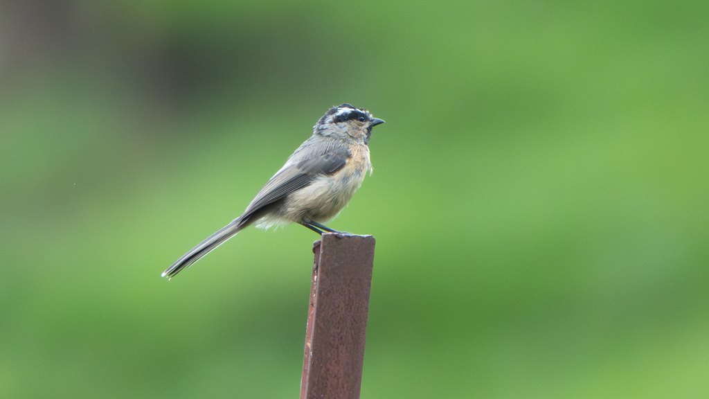 White-browed Tit from 中国青海省海南藏族自治州共和县 on August 8, 2025 at 01:48 PM by ...