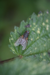 Helina impuncta