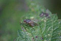 Helina impuncta