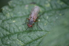 Mycophaga testacea