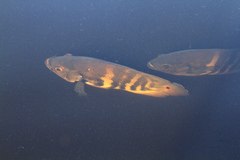 Astronotus ocellatus