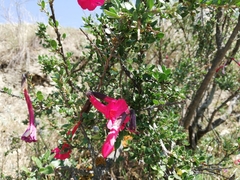 Cantua buxifolia
