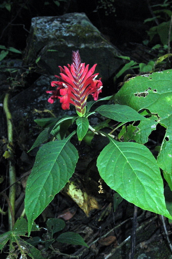 Aphelandra madrensis