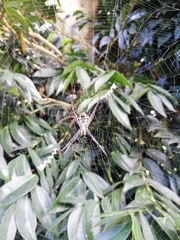 Argiope