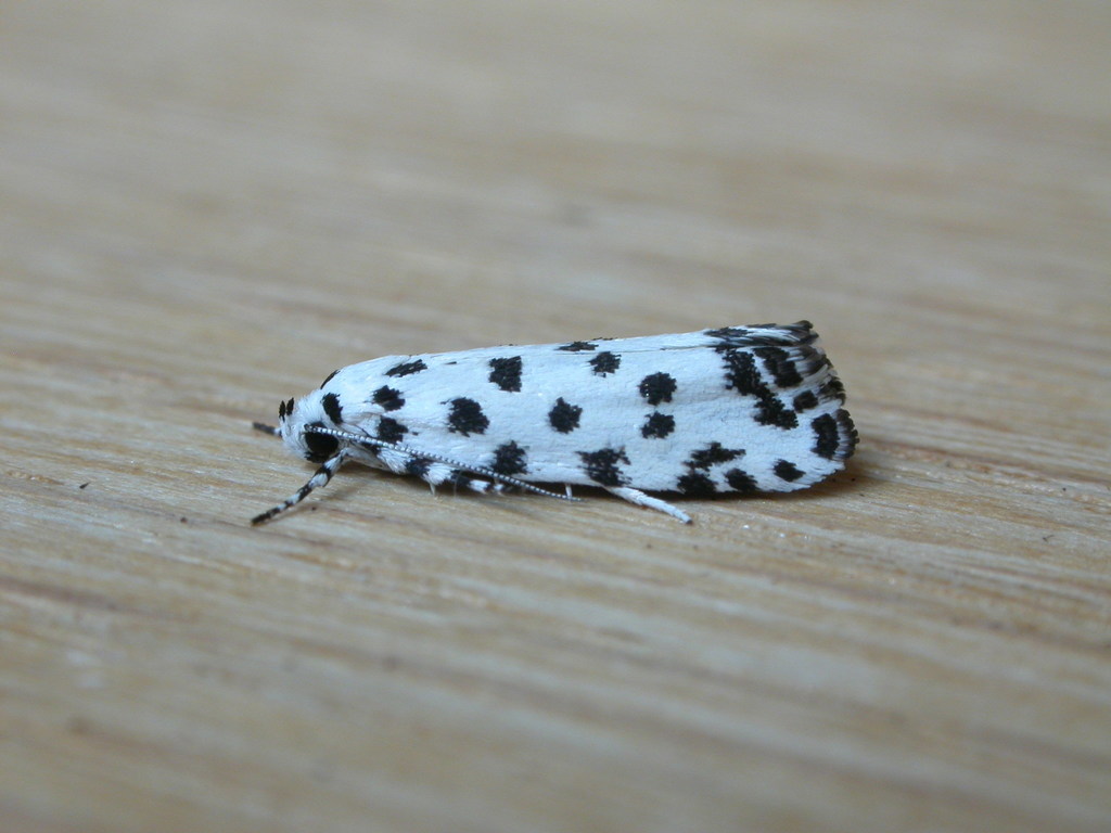 Lichenaula maculosa