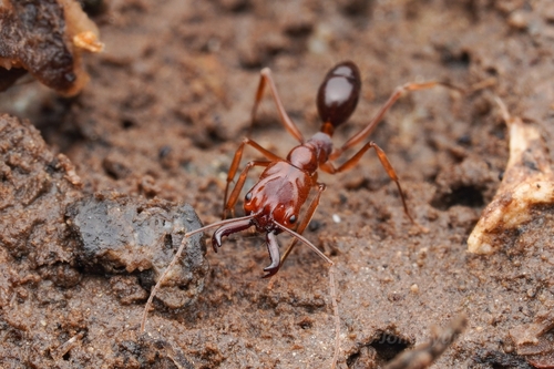 黑岩大齿猛蚁Odontomachus kuroiwae