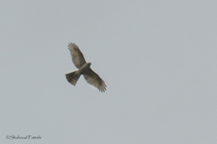 Accipiter nisus