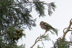 Fringilla coelebs