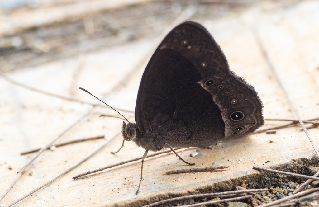 Mycalesis aramis