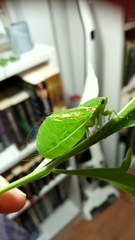 Glaucopsaltria viridis