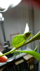 Glaucopsaltria viridis