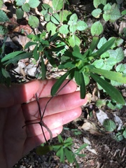 Euphorbia kraussiana