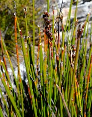 Elegia aggregata