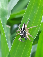 Aphirape misionensis