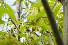 Carya cathayensis