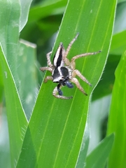 Aphirape misionensis