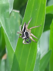 Aphirape misionensis