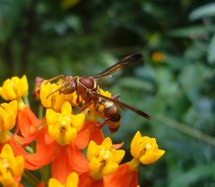 Polistes stigma tamulus