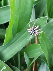 Aphirape misionensis