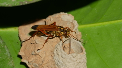 Macromerella honesta