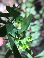 Euphorbia kraussiana