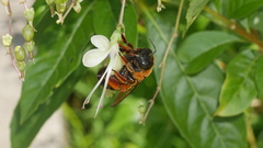 Xylocopa ruficeps