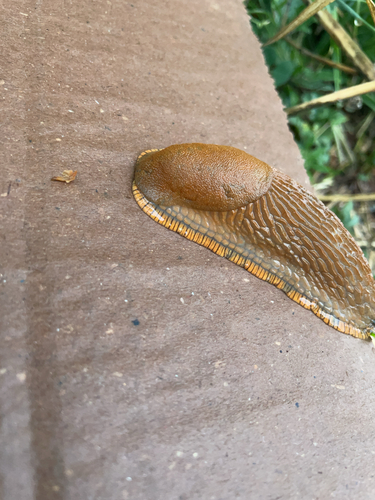 Arion vulgaris