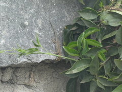 Lygodactylus keniensis