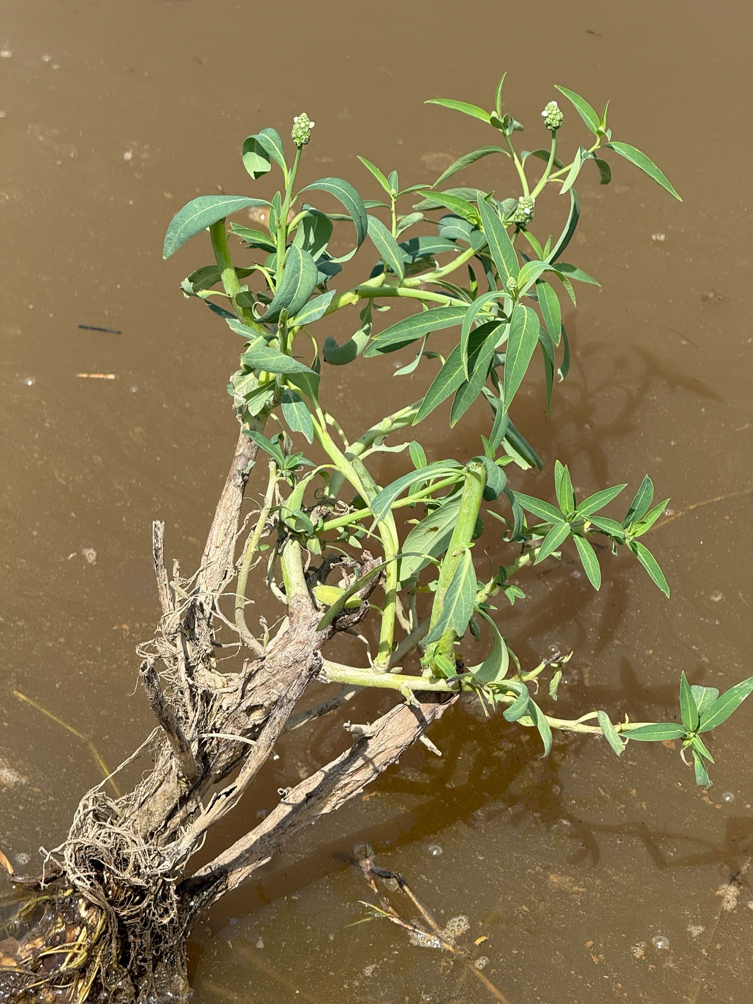 Sphenoclea zeylanica (Sphenoclea zeylanica)