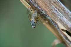 Helina depuncta