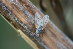 Helina depuncta