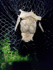 Pteronotus parnellii