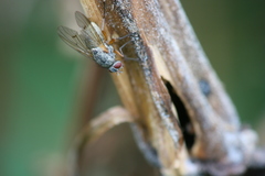 Helina depuncta