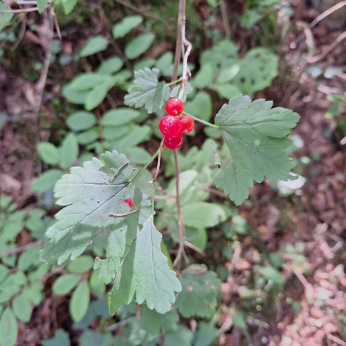 Ribes alpinum
