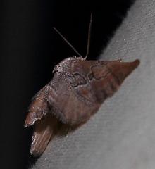 Hebdomophruda