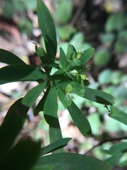 Euphorbia kraussiana