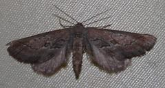 Hebdomophruda