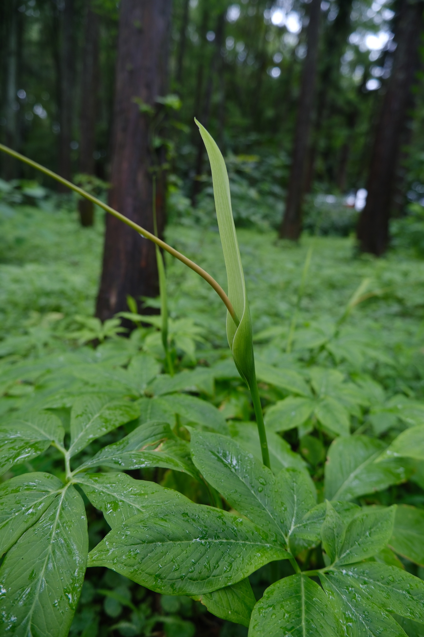 Fan-Leaf Chinese Green Dragon (Pinellia pedatisecta)