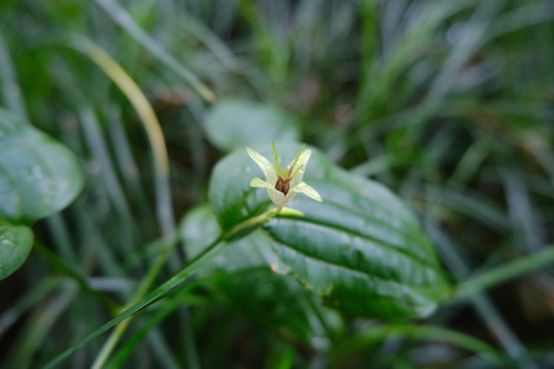 Stemona japonica